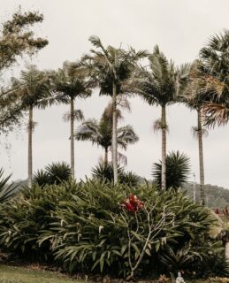 A little corner of paradise. 🌴⁠
⁠
Take your time, wander the paths, and explore the gardens that help shape the Potager experience. From lush greenery to seasonal produce growing just steps from the restaurant, there's always something to discover.⁠
⁠
#Potager #GardenTours #Carool⁠