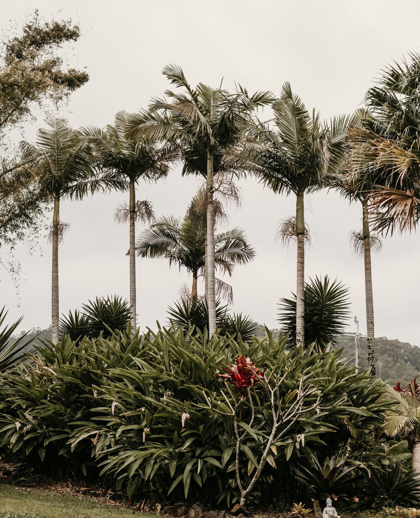 A little corner of paradise. 🌴⁠
⁠
Take your time, wander the paths, and explore the gardens that help shape the Potager experience. From lush greenery to seasonal produce growing just steps from the restaurant, there's always something to discover.⁠
⁠
#Potager #GardenTours #Carool⁠