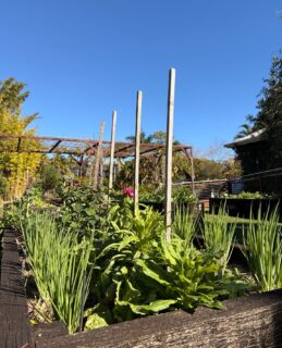 The gardens are looking pretty happy at the moment. 🌿✨⁠
⁠
If you're joining us for lunch, take a wander through the garden beds before or after your meal. You never know what you'll find growing.⁠
⁠
#Potager #GardenToPlate #Carool⁠
