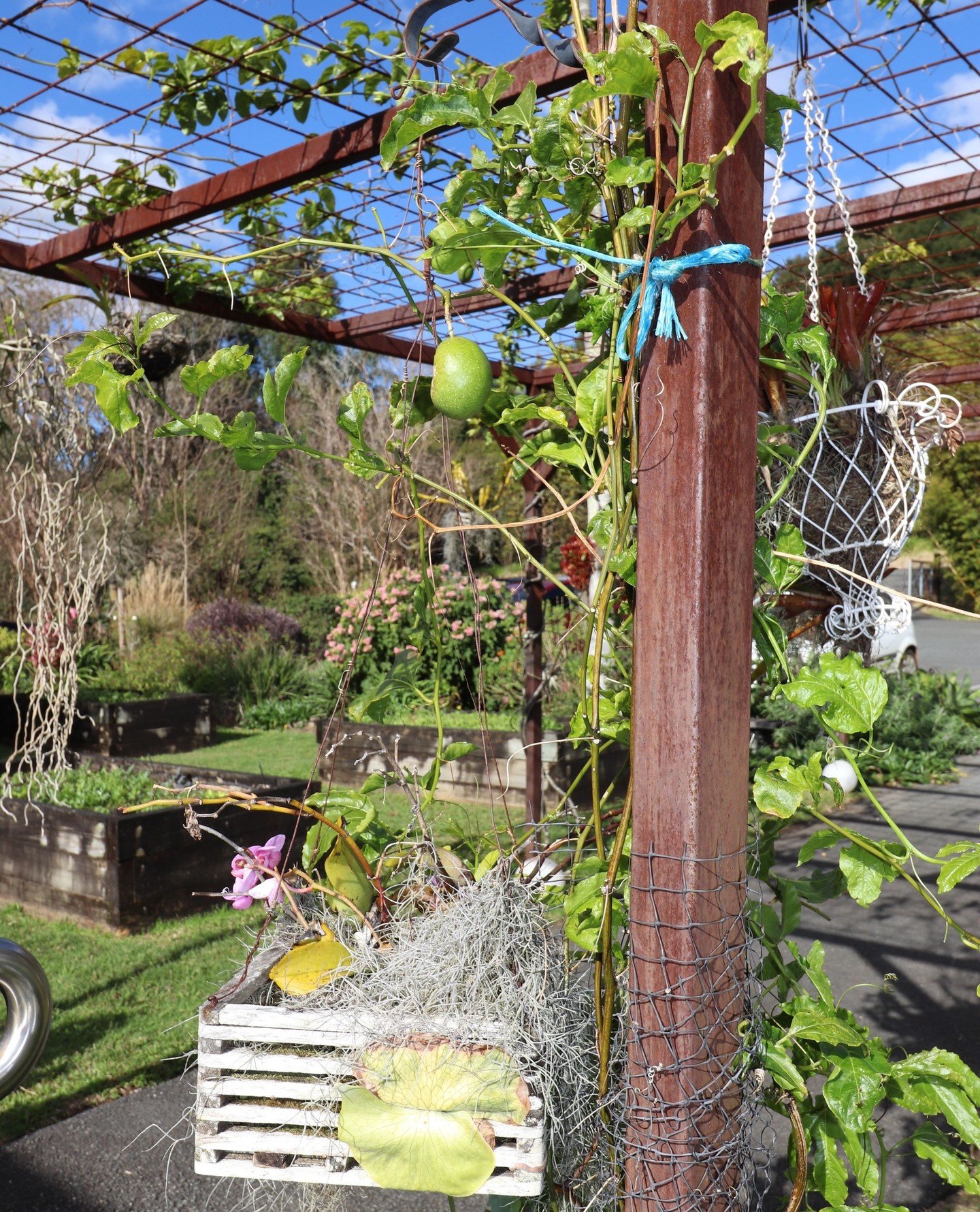 From vine to plate. 💚⁠
⁠
Our passionfruit vines are a reminder that some of the best ingredients begin just steps from the kitchen.⁠
⁠
Grown with care and harvested seasonally, they play a small part in the ever-changing flavours that inspire our menu.⁠
⁠
#PotagerAtCarool #KitchenGarden #Passionfruit #SeasonalProduce #GardenToPlate⁠