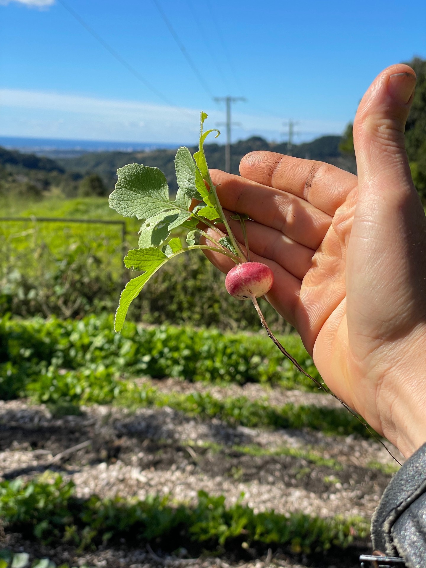 A small ingredient with a big story.⁠
⁠
Grown in our garden, harvested by hand and celebrated on the plate, this is what paddock-to-plate looks like at Potager.⁠
⁠
🌿 Fresh.⁠
🌿 Seasonal.⁠
🌿 Grown with care.⁠
⁠
#PotagerAtCarool #PaddockToPlate #KitchenGarden #SeasonalDining #TasteTheTweed⁠