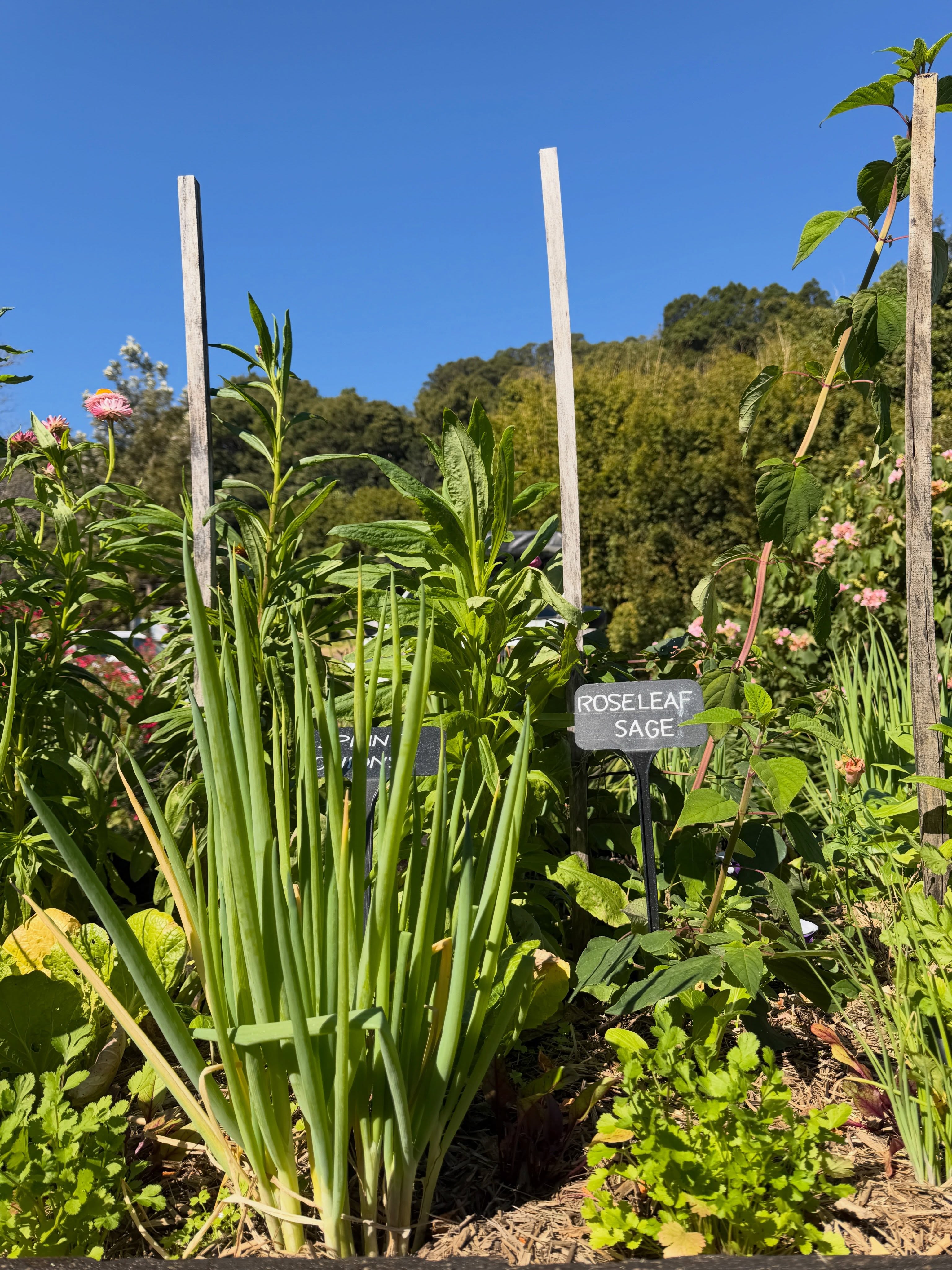 The Potager garden is looking beautiful in the heart of winter. ❄️🌿 

#PotagerRestaurant #WinterGarden #SpringIsComing #GardenDining #CountryDining