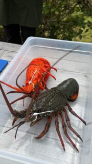 🦞 WORLD LOBSTER DAY IS COMING! 🦞

Get ready for a taste of Tasmania! 🇦🇺

Our Executive Chef Aaron is showing you how to cook the perfect lobster and now it’s your turn to enjoy it! 

To celebrate World Lobster Day on 25 September, we’re serving up a LIMITED amount of fresh Tasmanian lobster rolls!

🦞 Available 25th, 26th & 27th September only
🔥 Limited quantities
⏰ Available until sold out!

Fresh from Tasmania, packed into a delicious lobster roll and here for a very limited time.

🦞 Come get yours while you can!