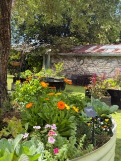 Spring is flourishing in the Potager garden 🌿🌼
Fresh herbs, edible flowers and seasonal produce are coming to life, bringing colour, flavour and inspiration straight from the garden to the kitchen.
It’s this connection between what we grow and what we serve that sits at the heart of Potager.

#Potager #PotagerAKitchenGarden #PaddockToPlate #GardenToPlate #TheTweed #NorthernRiversFood #DestinationTweed