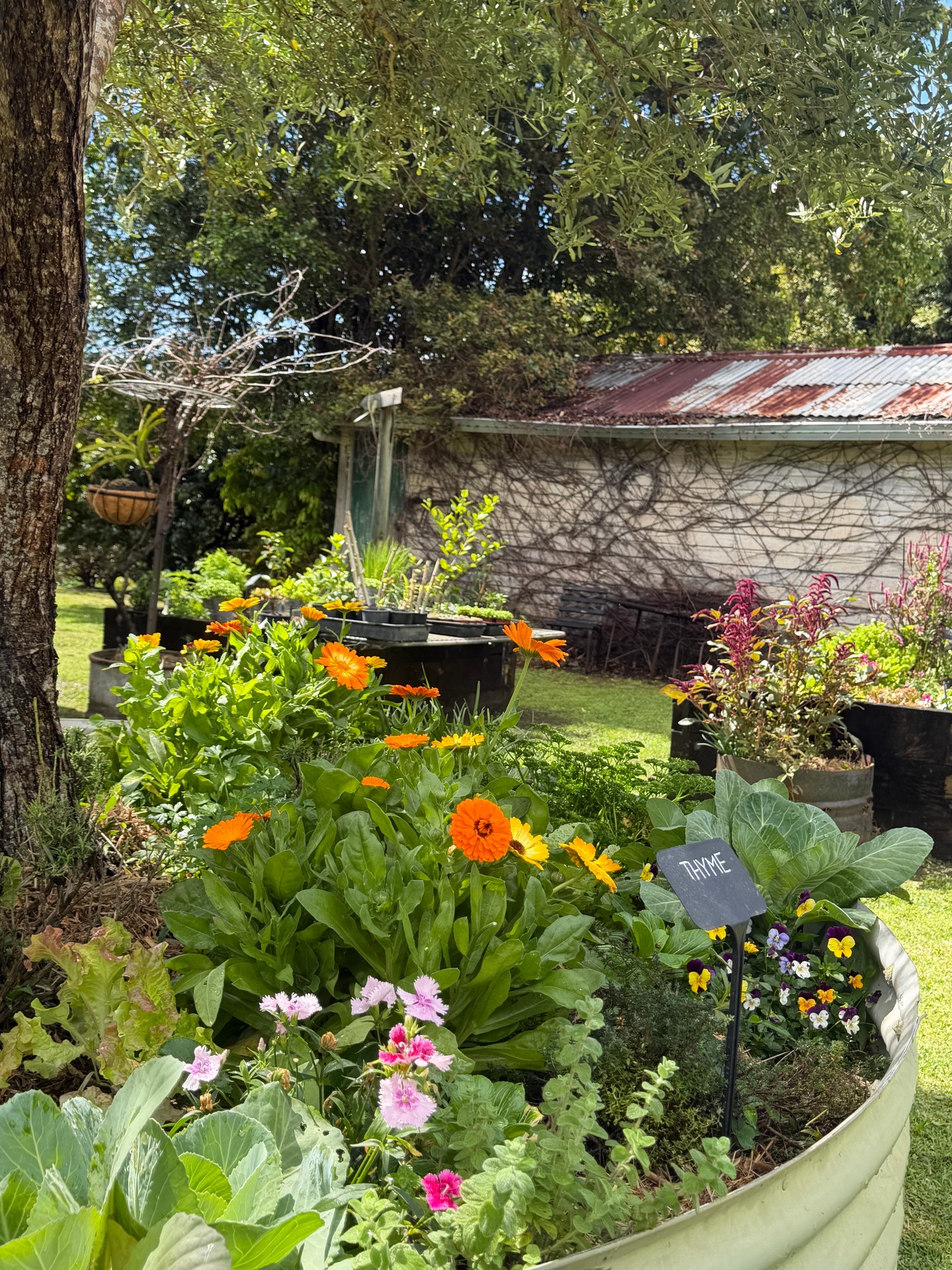 Spring is flourishing in the Potager garden 🌿🌼
Fresh herbs, edible flowers and seasonal produce are coming to life, bringing colour, flavour and inspiration straight from the garden to the kitchen.
It’s this connection between what we grow and what we serve that sits at the heart of Potager.

#Potager #PotagerAKitchenGarden #PaddockToPlate #GardenToPlate #TheTweed #NorthernRiversFood #DestinationTweed
