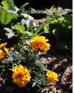 More than a pop of colour 🌼

Marigolds are planted throughout the Potager garden as companion plants, helping to naturally deter pests around crops such as cabbages and kale. Above and below the soil, they play a role in supporting a more resilient garden — reducing the need for chemical sprays while bringing plenty of colour along the way.

At Potager, everything in the garden has a purpose.

Want to see it for yourself? Join one of our garden tours and discover the plants, growing practices and seasonal stories behind the Potager kitchen garden.

Book via link in bio. 

#Potager #PotagerAKitchenGarden #CompanionPlanting #KitchenGarden #GardenToPlate #SustainableGardening #TheTweed