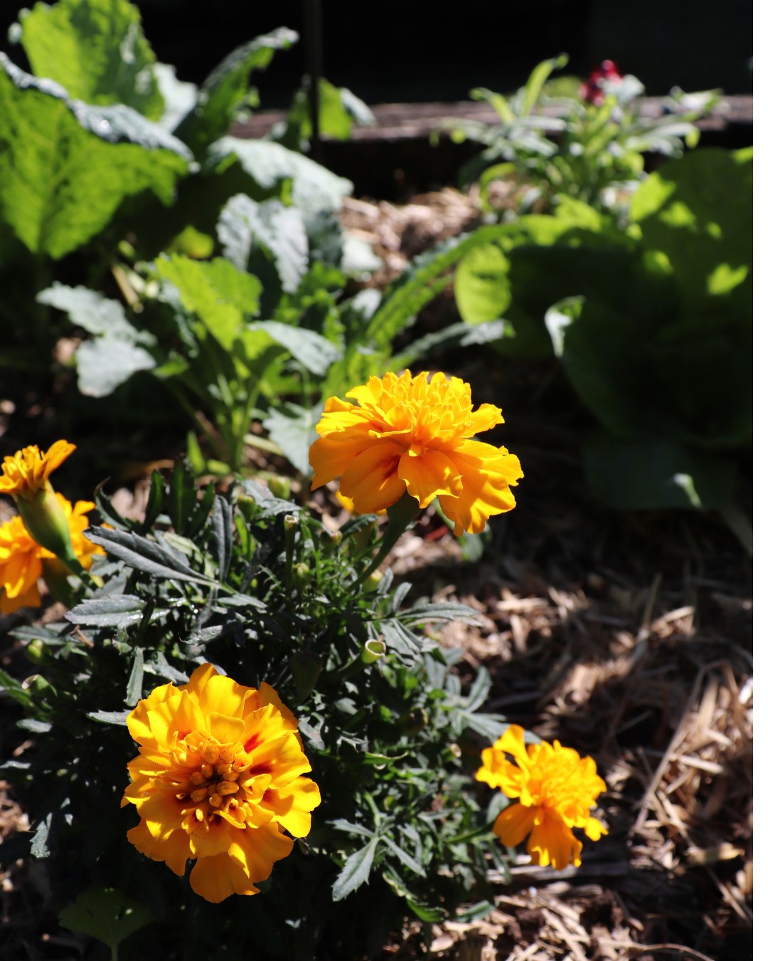 More than a pop of colour 🌼

Marigolds are planted throughout the Potager garden as companion plants, helping to naturally deter pests around crops such as cabbages and kale. Above and below the soil, they play a role in supporting a more resilient garden — reducing the need for chemical sprays while bringing plenty of colour along the way.

At Potager, everything in the garden has a purpose.

Want to see it for yourself? Join one of our garden tours and discover the plants, growing practices and seasonal stories behind the Potager kitchen garden.

Book via link in bio. 

#Potager #PotagerAKitchenGarden #CompanionPlanting #KitchenGarden #GardenToPlate #SustainableGardening #TheTweed